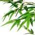 bamboo leaves