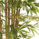 Japanese bamboo close up