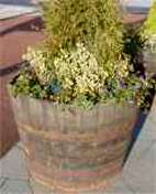 Large half barrel planters