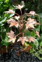 Copper Acer Tree