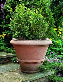 Roman Vase